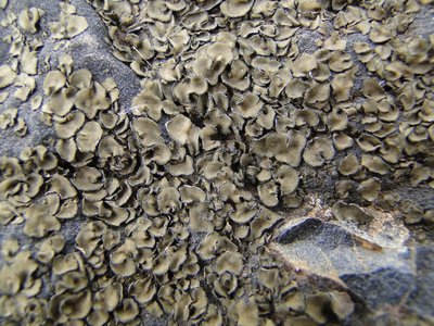 [Peltula euploca]